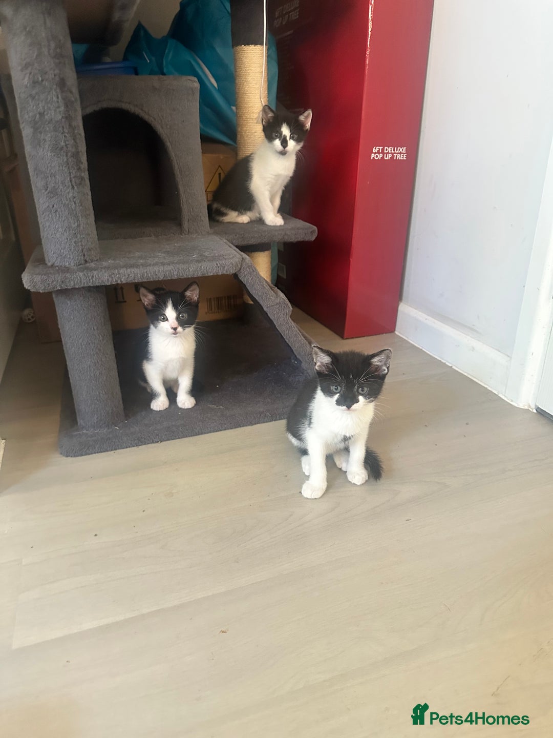 Domestic Shorthair cats for sale: Gorgeous traditional Black and white kittens  - Image 25