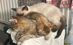 Bengal cats for sale: 3 black and 3 bengal kittens (1 male) - Image 14