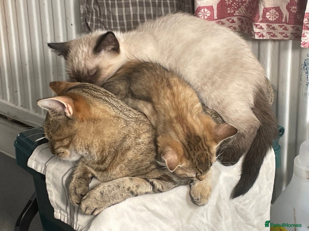 Bengal cats for sale: 3 black and 3 bengal kittens (1 male) - Image 14