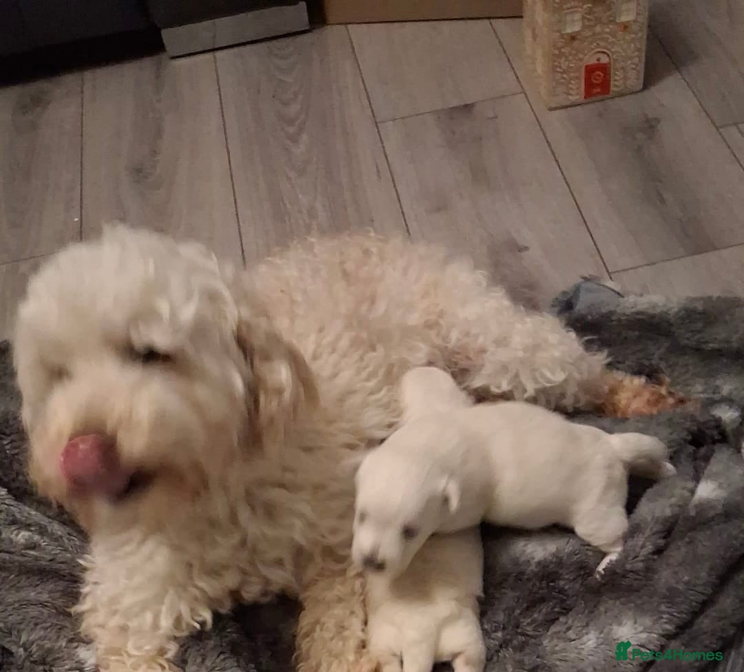 Mixed Breed dogs for sale: Westiepoo pups x2 - Advert 13
