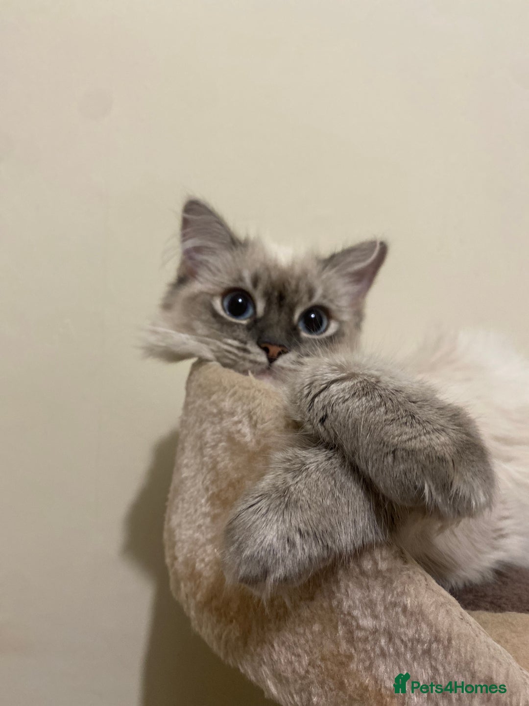 Siamese cats for sale: Beautiful Female Siamese kitten / 7 months/Dundee - Advert 1
