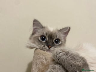 Siamese cats Beautiful Female Siamese kitten / 7 months/Dundee - Advert 2