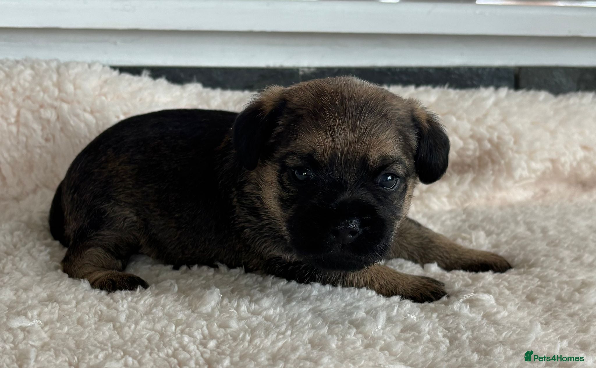Border Terrier dogs for sale: Border terrier puppies  - Advert 13