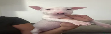 English Bull Terrier 8