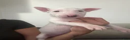 English Bull Terrier dogs for sale: English bull terrier puppies  - Advert 12