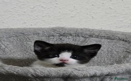 Mixed Breed cats for sale: Meet Leo: Cutest Black & White Furball ull See! - Image 4
