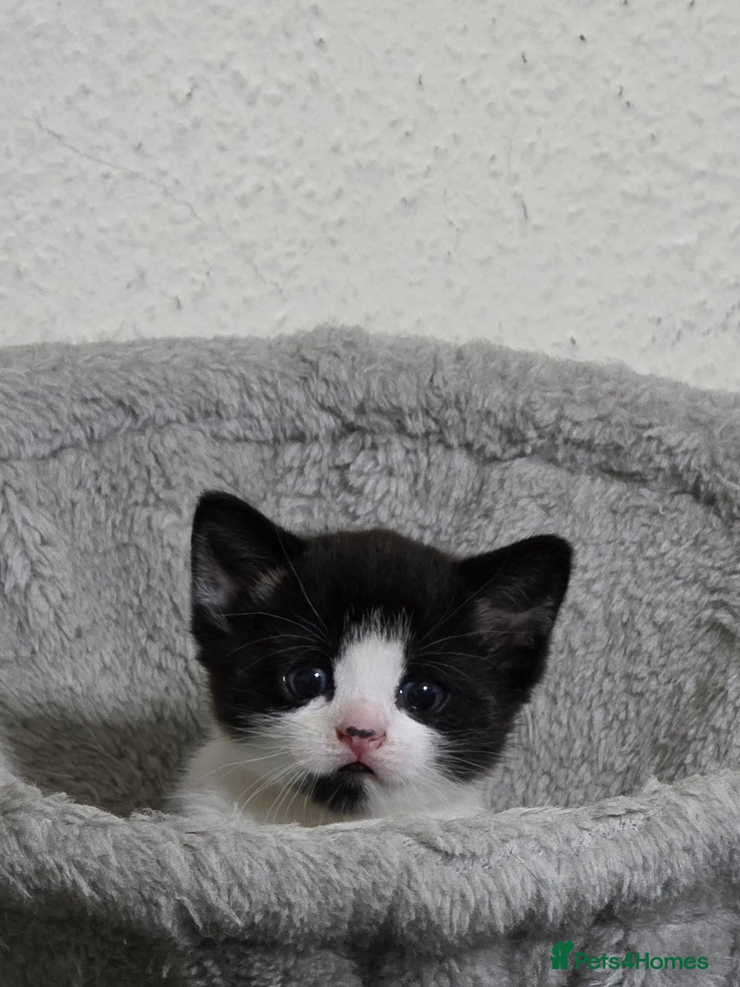 Mixed Breed cats for sale: Meet Leo: Cutest Black & White Furball ull See! - Image 4