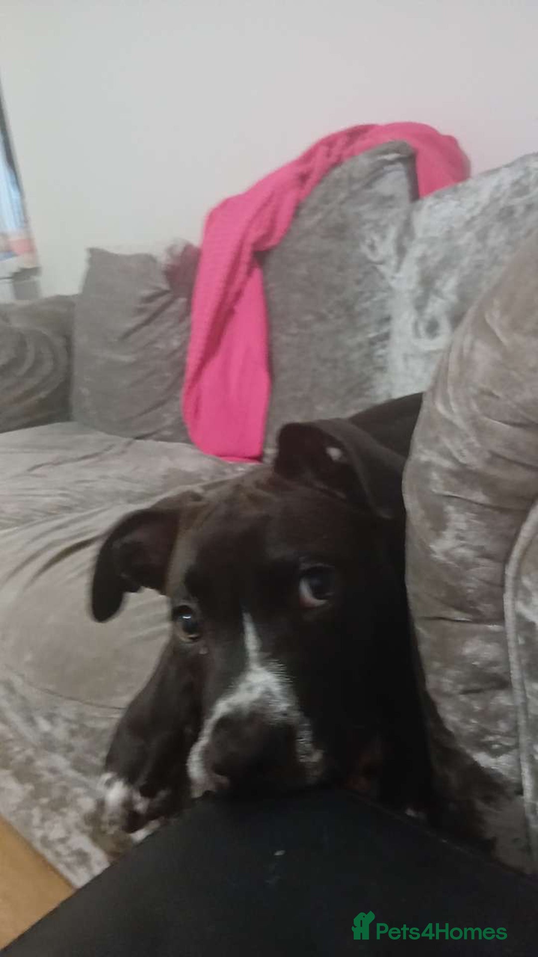 Mixed Breed dogs for sale: Cane corso x male pup - Advert 6