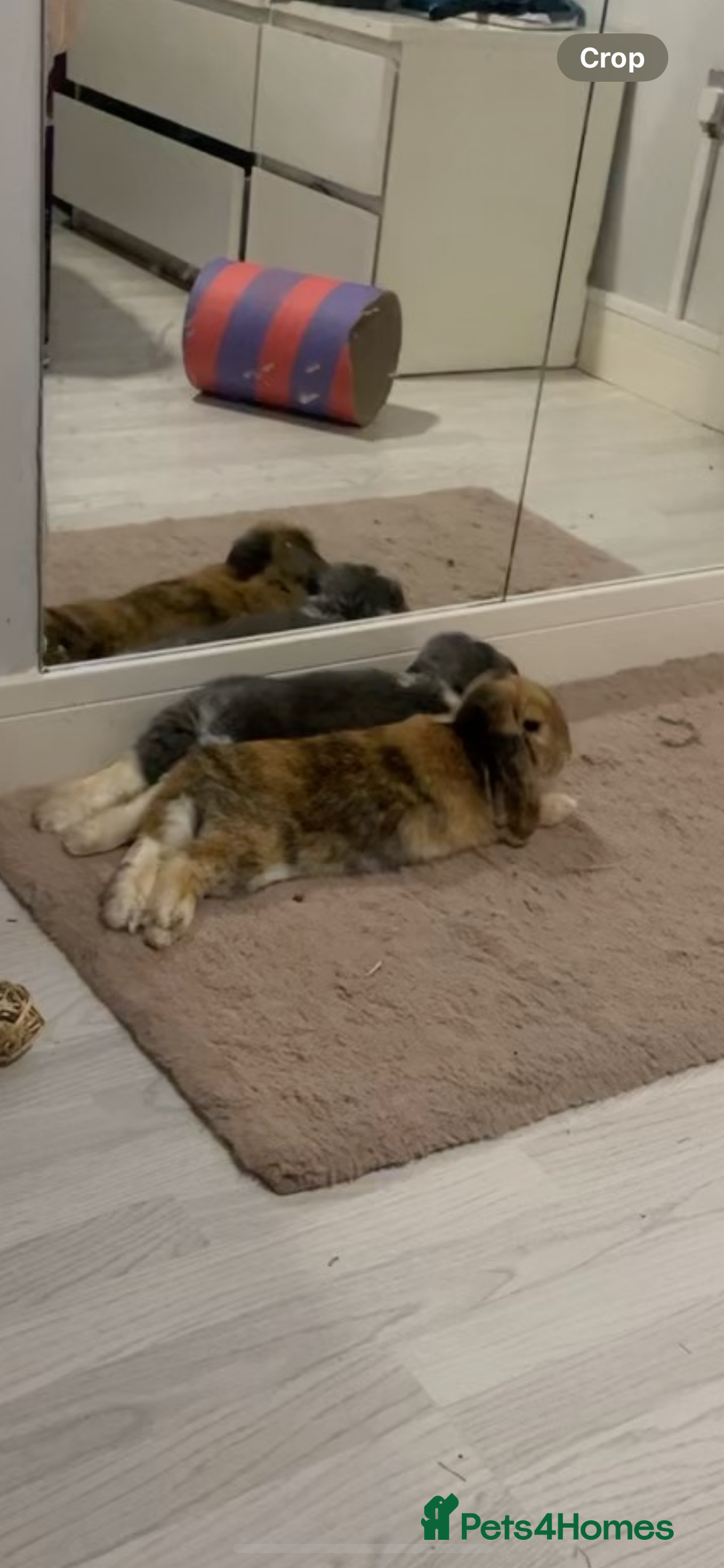 English Lop rabbits for sale: Bonded pair of rabbits for sale - Advert 3