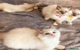Ragdoll cats for sale: Cute little Ragdoll kittens for sale 💕🐱🐱 - Image 5
