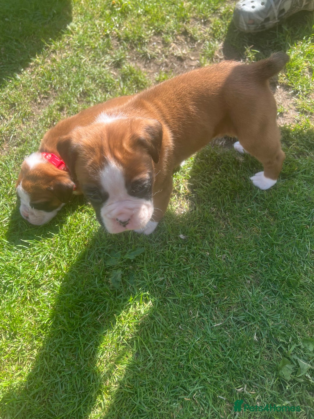 Boxer dogs for sale: Stunning Kc Boxer Puppies - Image 37