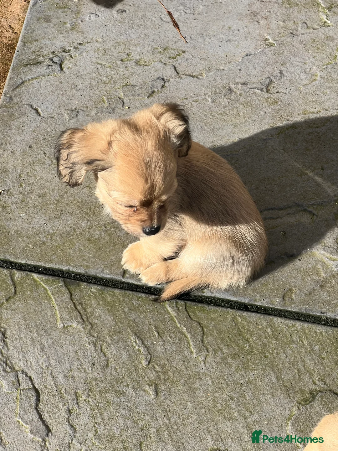 Chiweenie dogs for sale: Teeny chiweenies  - Advert 6