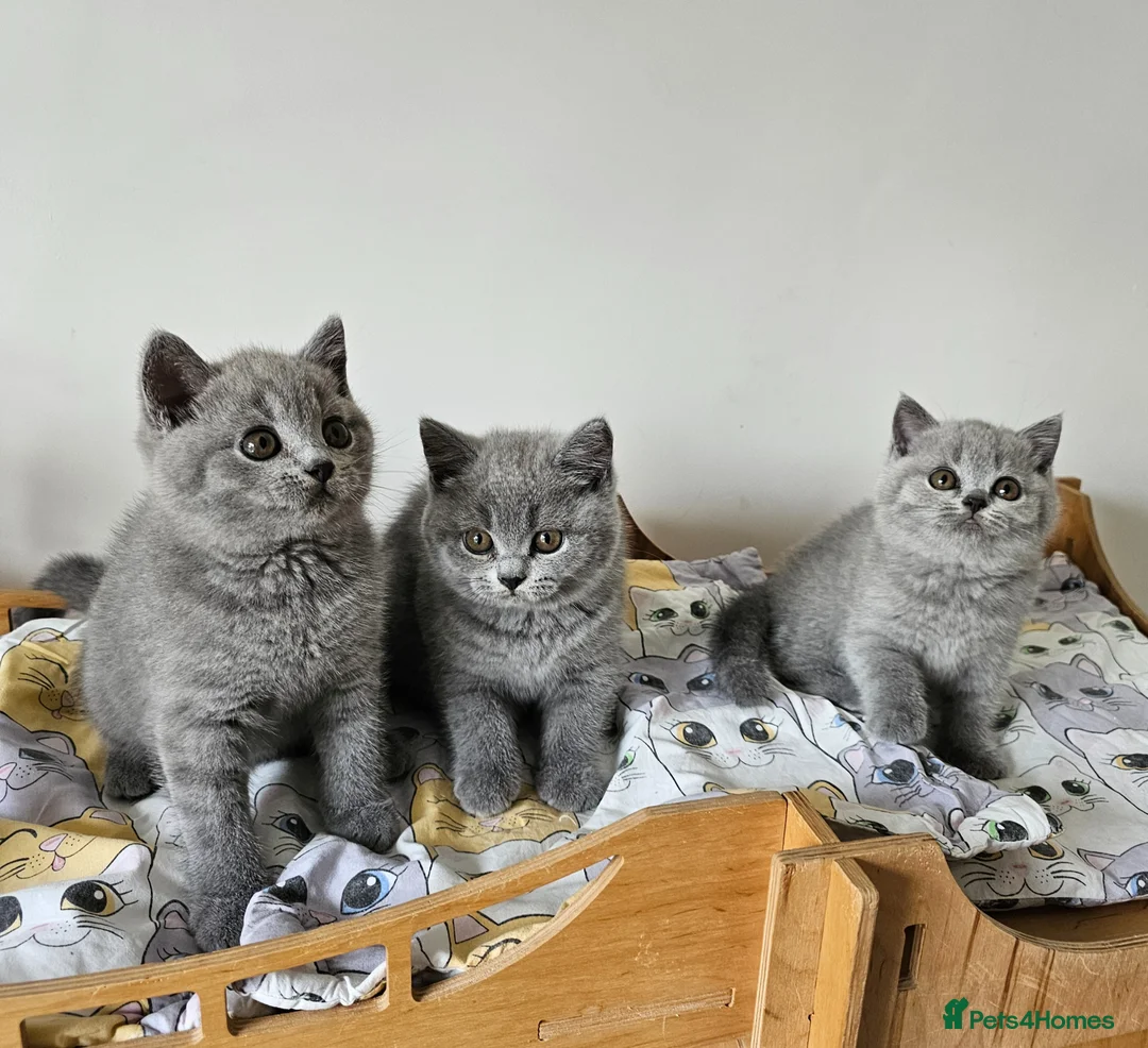 British Shorthair cats for sale: Beautiful British shorthair blue kittens NEUTERED - Advert 1