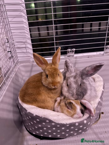 Mixed Breed rabbits - Advert 5