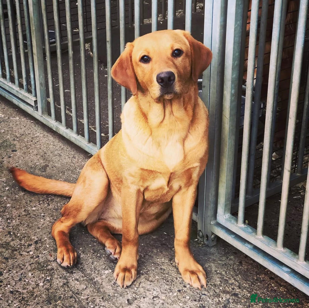 Labrador Retriever dogs for sale: Foxred Labrador - Image 7