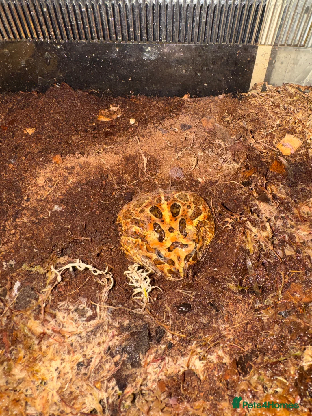 Frog reptiles for sale: MALE Pac-Man frog - Advert 1