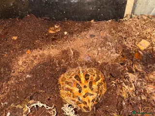 Frog reptiles MALE Pac-Man frog - Advert 9