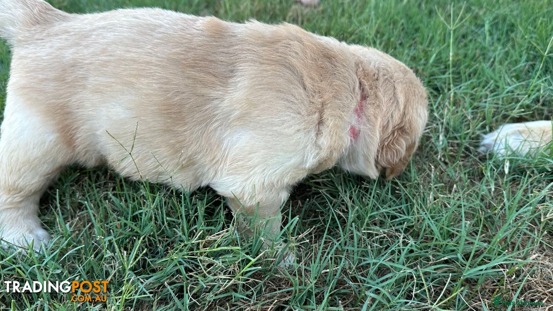 Golden Retriever dogs for sale: Golden Retriever Pups - Image 6