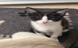 Mixed Breed cats for sale: Two beautiful ladies 💜 - Image 22