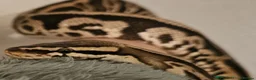 Python Snake reptiles for sale: 5 for £50 -adult docile Corn Snake & Ball Pythons - Advert 8