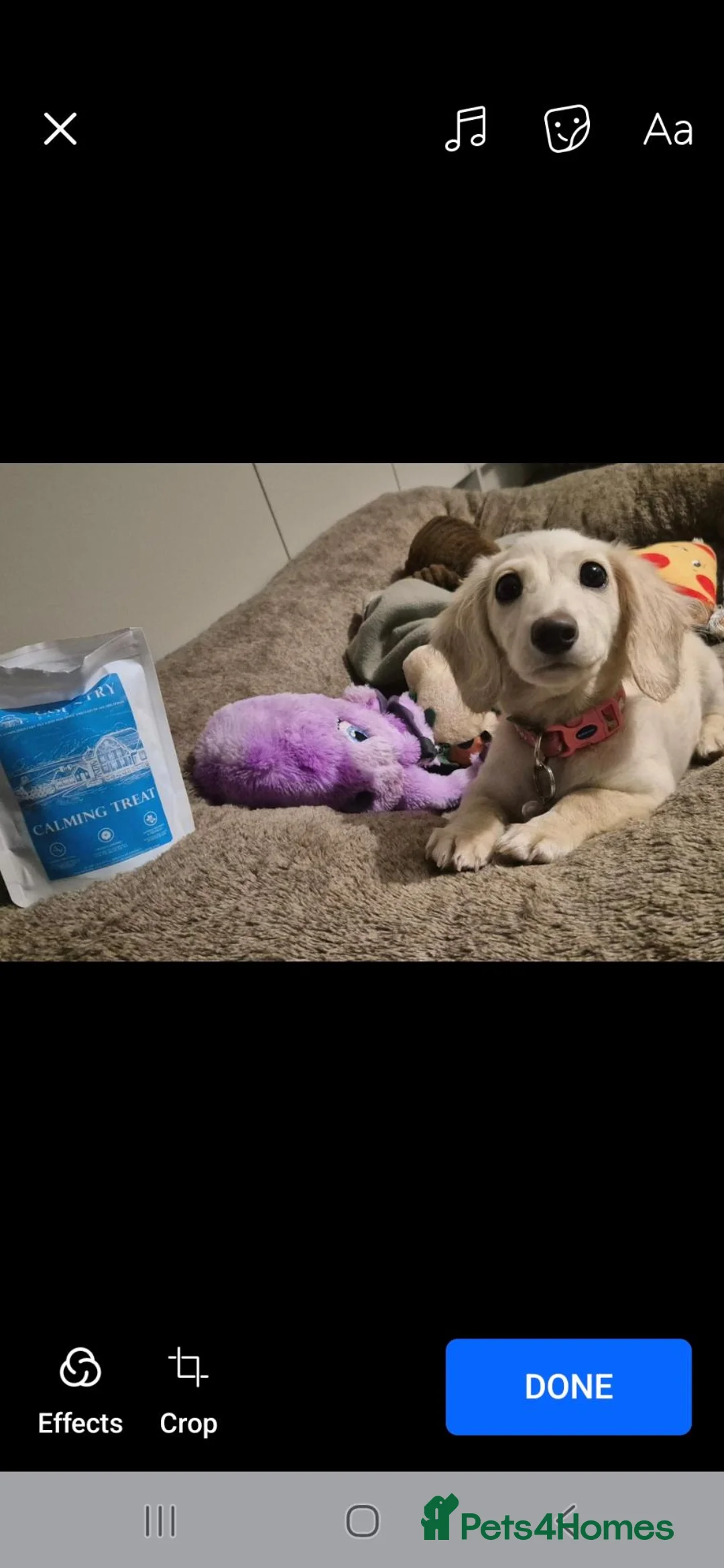 Miniature Dachshund dogs for sale: Female Cream Minature Dachshund  - Advert 4
