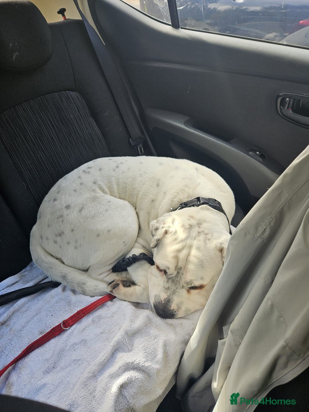 Mixed Breed dogs for adoption: Izzy  - Image 11