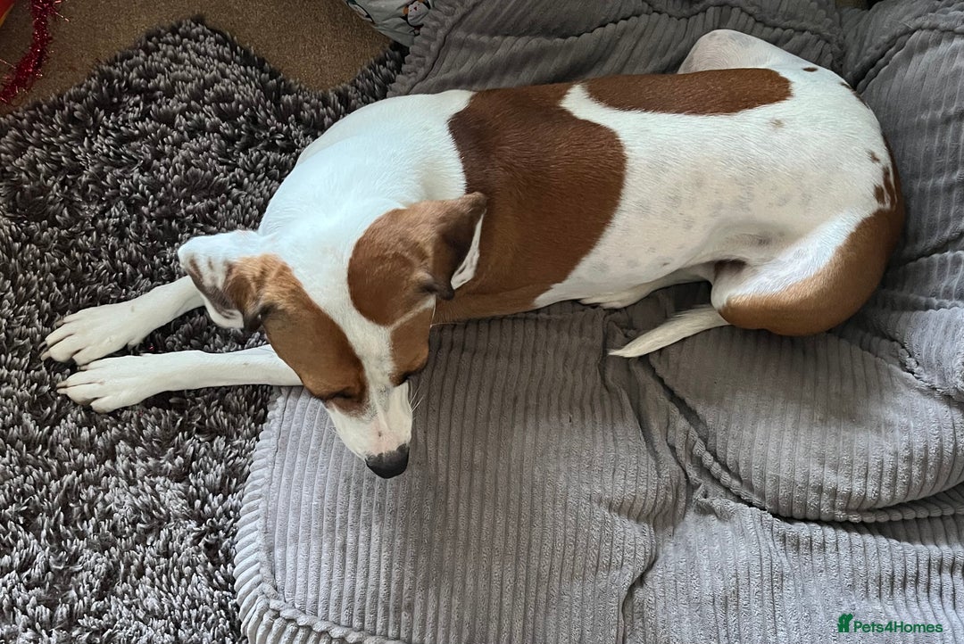 Mixed Breed dogs for sale: American staffy/cocker spaniel cross  - Advert 2