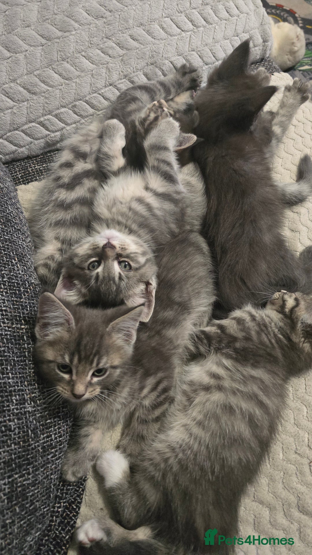 Mixed Breed cats for sale: Stunning Maine Coon Mix Kittens–Ready 15th Feb - Advert 3
