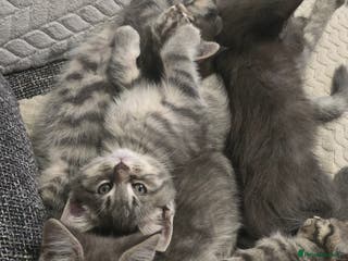 Mixed Breed cats Stunning Maine Coon Mix Kittens–Ready 15th Feb - Advert 6