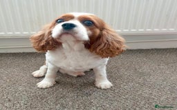 Cavalier King Charles Spaniel dogs for sale: Tiny Cavalier boy  - Image 4