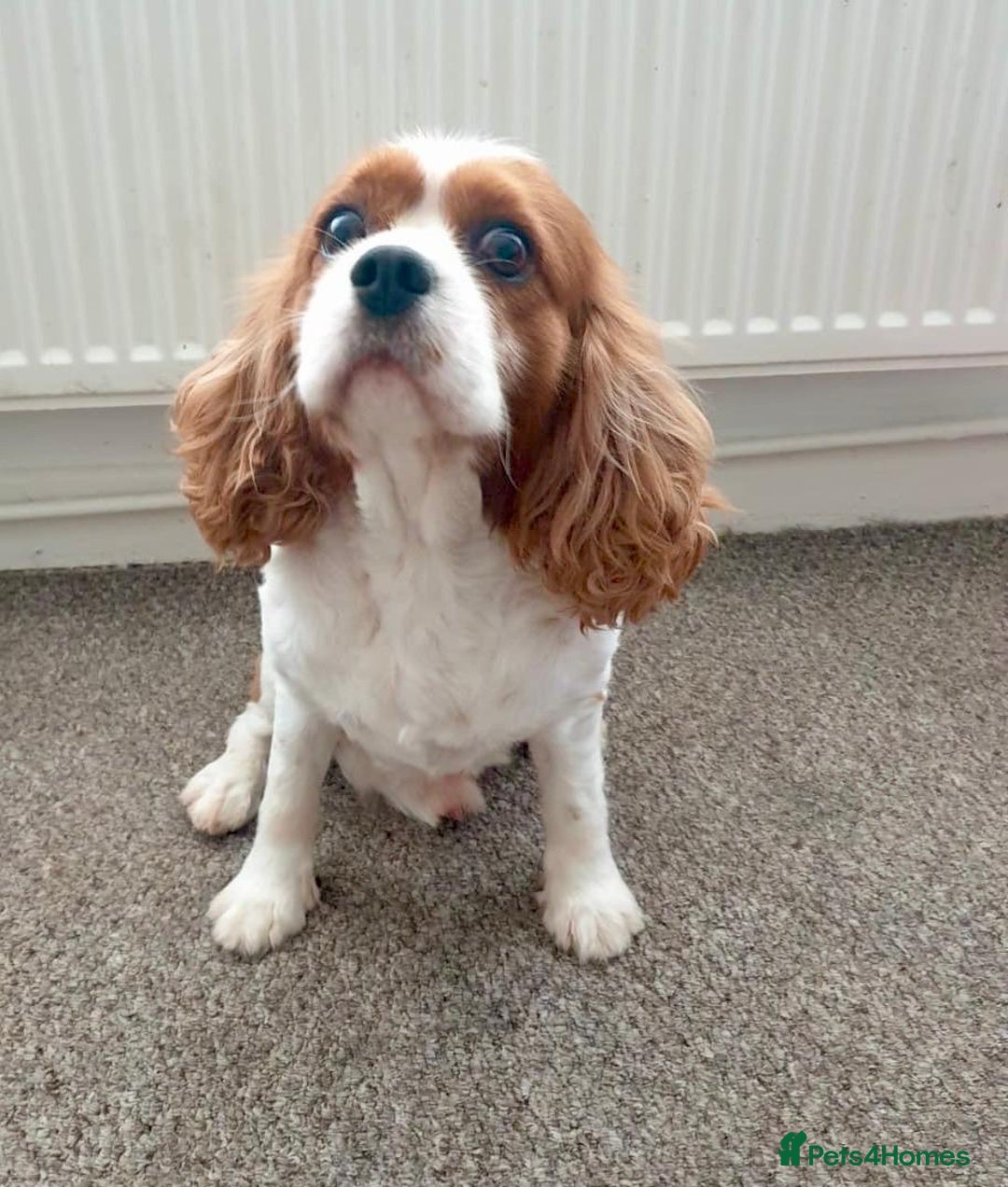 Cavalier King Charles Spaniel dogs for sale: Tiny Cavalier boy  - Image 4