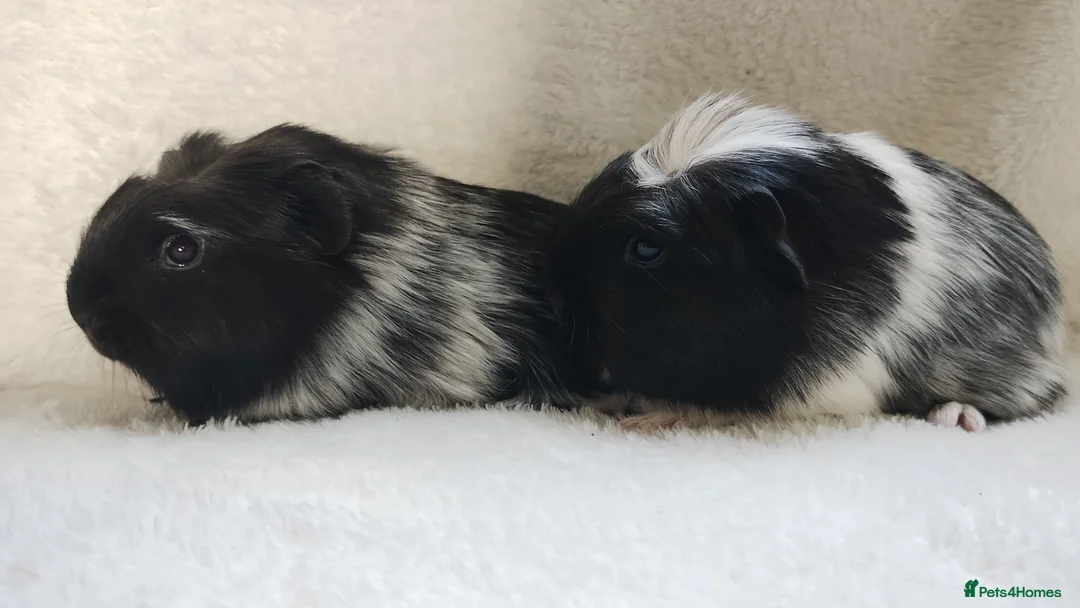 Guinea Pig rodents for sale: Baby cornet sisters guinea pig delivery available - Advert 7