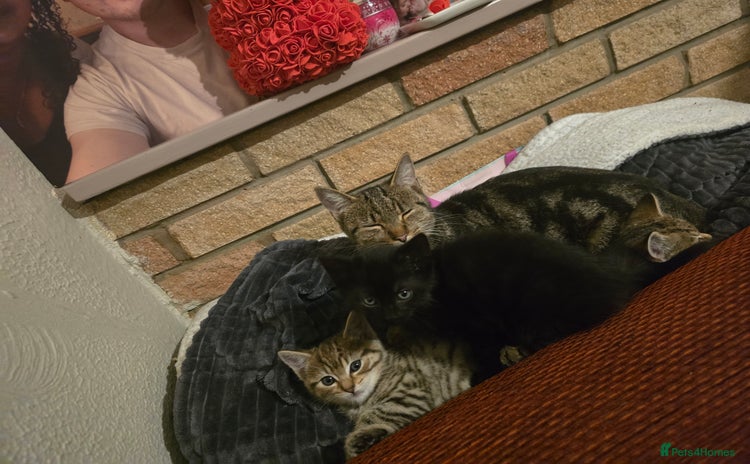 Mixed Breed cats - Advert 2