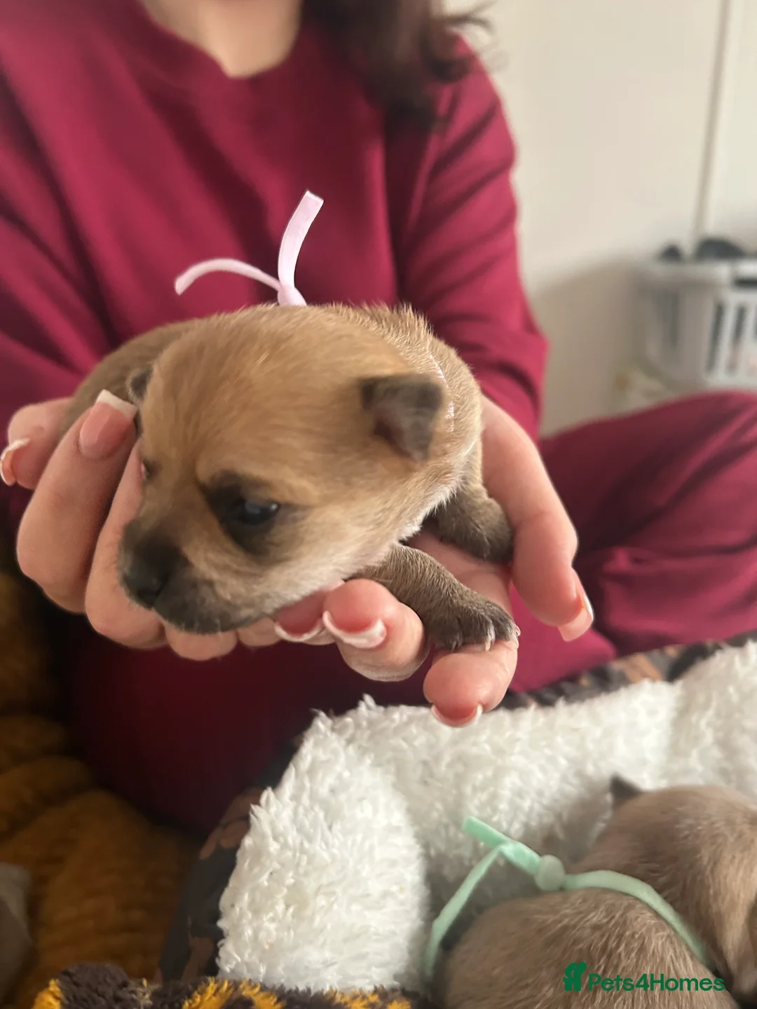 Pomchi dogs for sale: Beautiful Pomchi girls - Advert 23