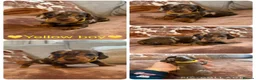Miniature Dachshund dogs for sale: Miniature dachshund puppies - Advert 8