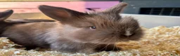Mini Lion Lop rabbits for sale: 🐰ADORABLE LION LOP BUNNIES🐰 - Advert 3