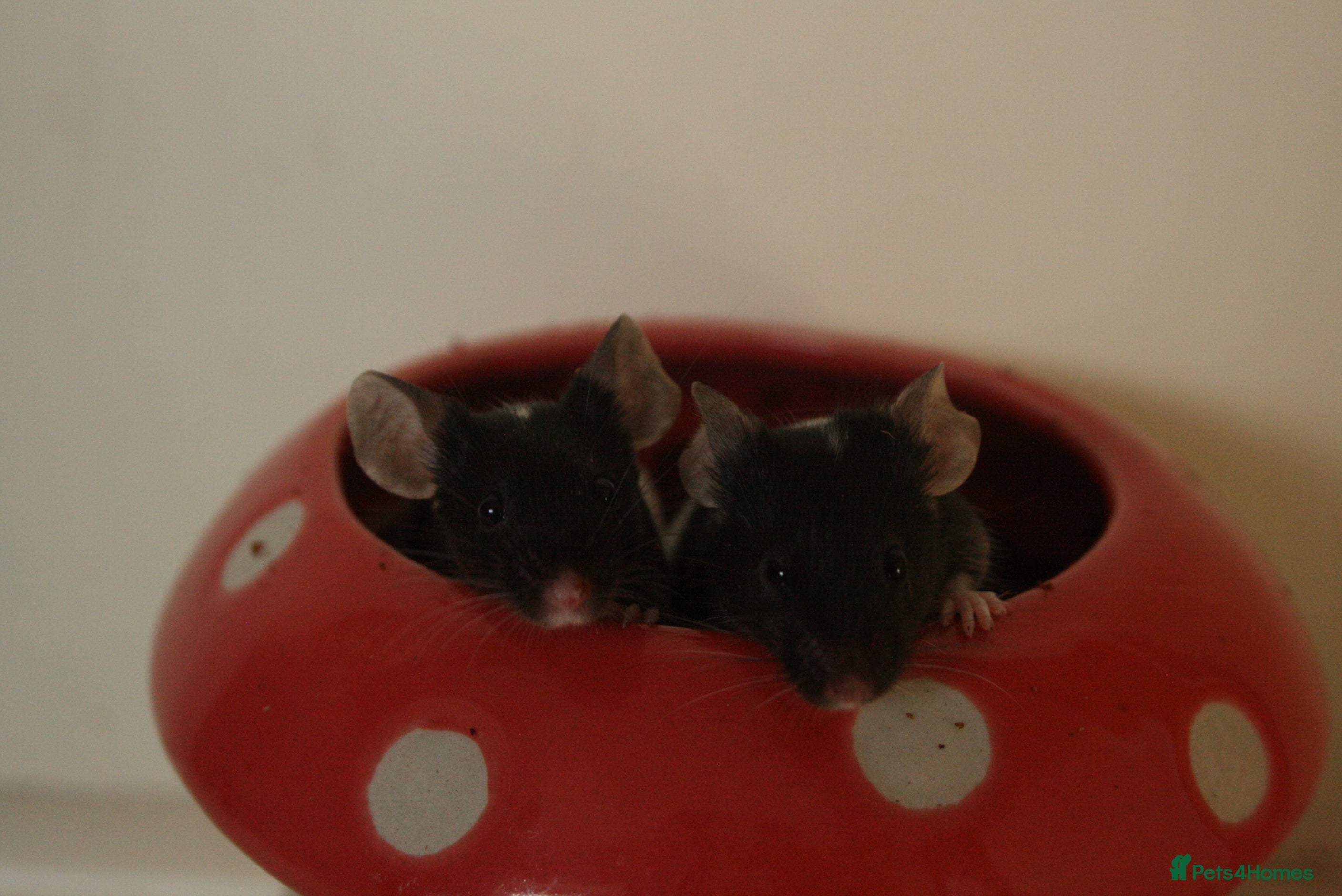 Mouse rodents 🐭 Female Mice Available for Adoption 🐭 - Advert 9