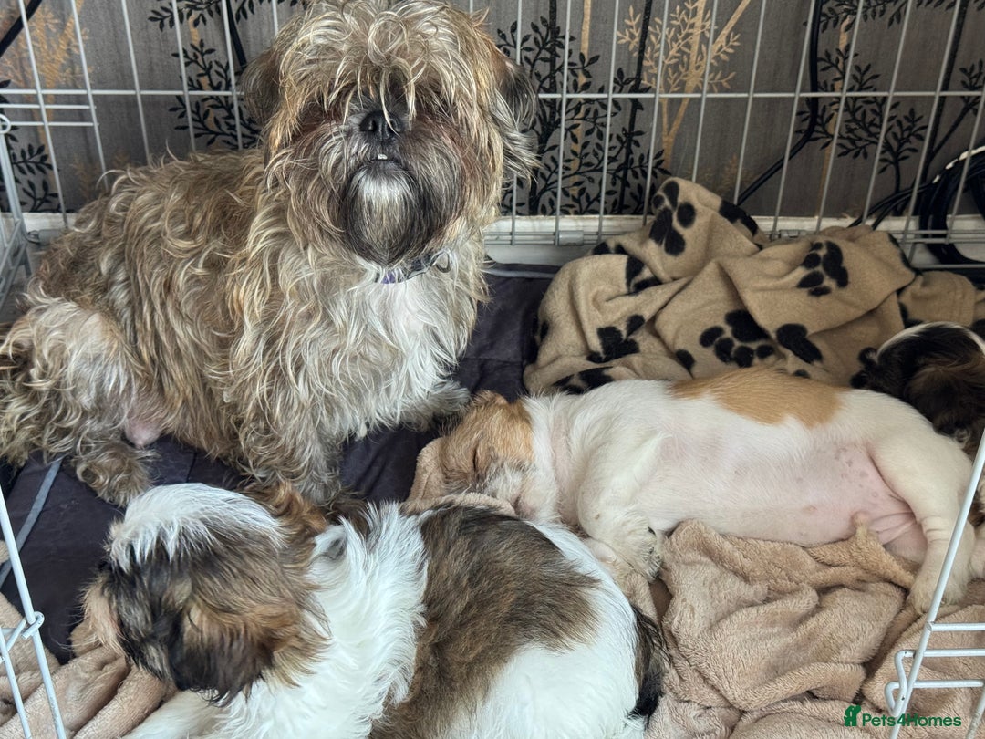 Shih Tzu dogs for sale: Shih Tzu puppies for sale 3/boys 1/girl - Image 5