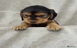 Cocker Spaniel dogs for sale: KC HEALTH TESTED SHOW COCKER SPANIELS - Image 3