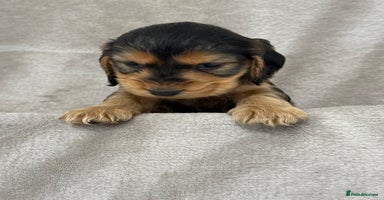 Cocker Spaniel dogs - Advert 3