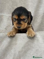 Cocker Spaniel dogs - Advert 9