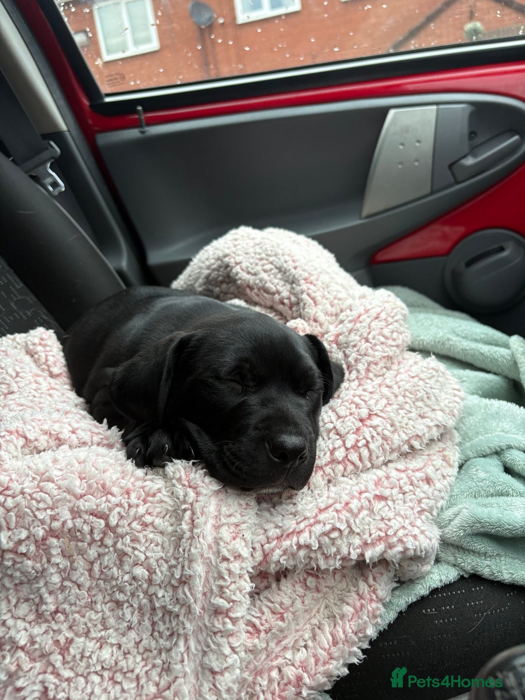 Mixed Breed dogs for sale: Labrador X pups 2 girls left !  - Advert 13