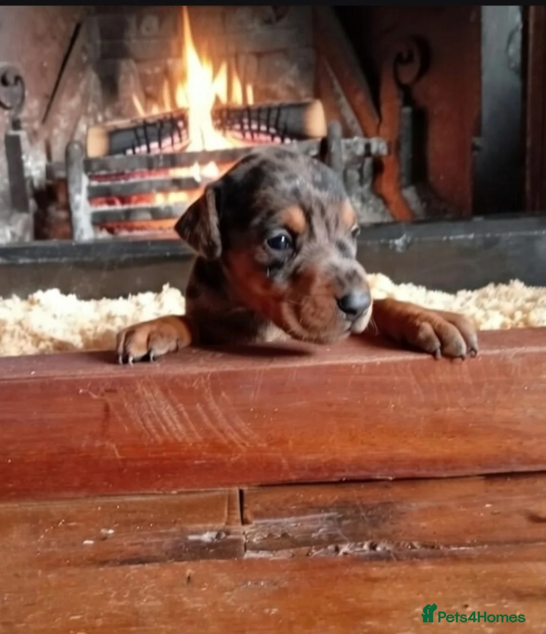 Mixed Breed dogs for sale: Champ KC registered Doberman & Beaceron puppies. - Advert 6