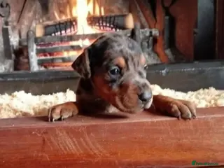 Mixed Breed dogs Champ KC registered Doberman & Beaceron puppies. - Advert 2