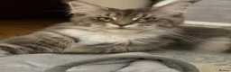 Maine Coon cats for sale: 2 year old Maine coon - Advert 5
