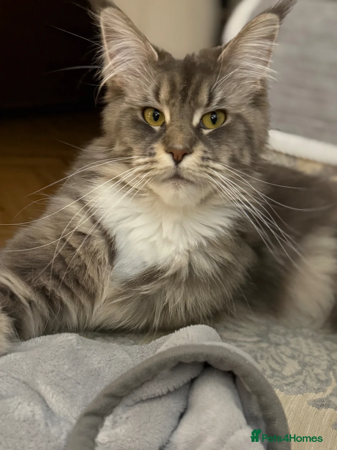 Maine Coon cats for sale: 2 year old Maine coon - Advert 5