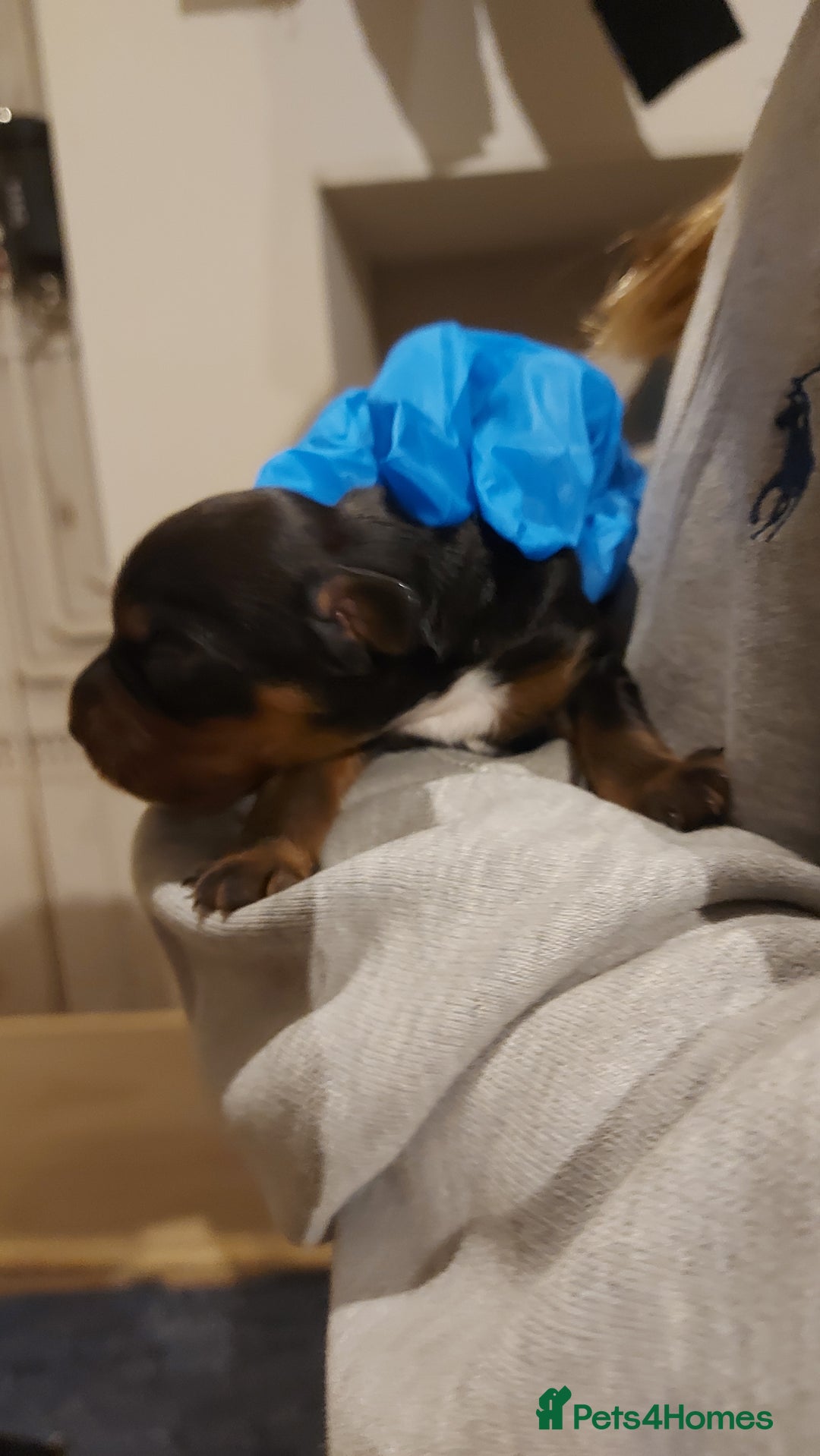 Cocker Spaniel dogs for sale: KC Registered Working Cocker Puppies  - Advert 7