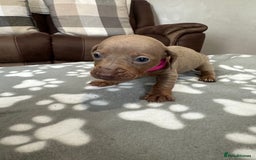 Dachshund dogs for sale: Beautiful dachshund pups  - Image 5