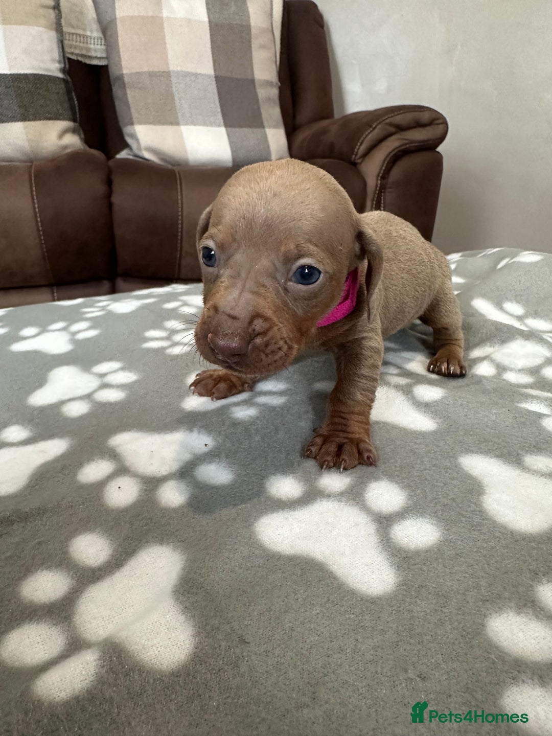 Dachshund dogs for sale: Beautiful dachshund pups  - Image 5