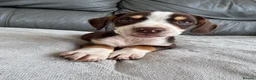 Mixed Breed dogs for sale: CHI SPANIEL PUPPIES READY 5th SEP - Advert 22